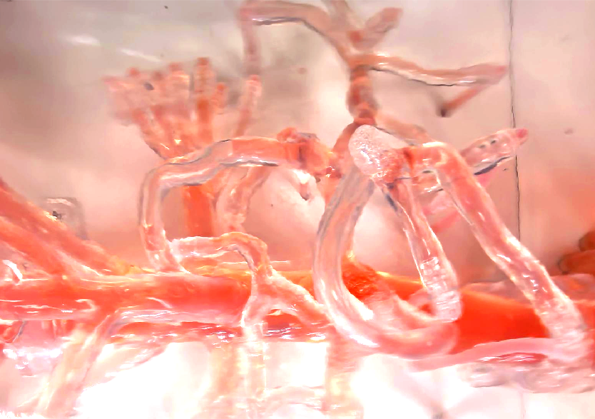 血管介入治療模擬訓(xùn)練平臺(tái)